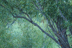 Certhia brachydactyla