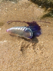 Physalia physalis