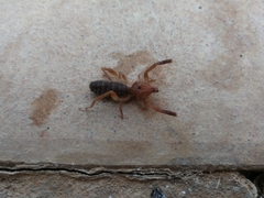 Gluvia dorsalis