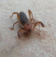 Gluvia dorsalis