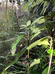 Alseuosmia macrophylla