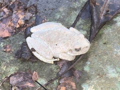 Hyla arenicolor