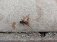 Gluvia dorsalis