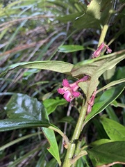 Alseuosmia macrophylla
