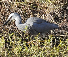 Egretta novaehollandiae