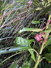 Alseuosmia macrophylla