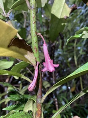 Alseuosmia macrophylla