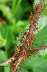 Leptoglossus phyllopus