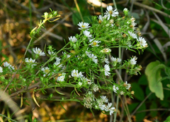 Symphyotrichum falcatum