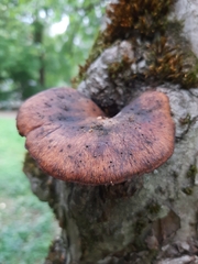 Cerioporus leptocephalus