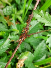 Leptoglossus phyllopus