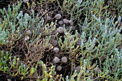 Leucophyta brownii