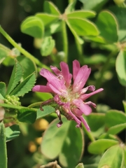 Trifolium