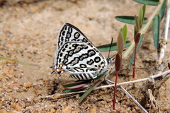 Aphnaeus lilacinus