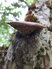 Cerioporus leptocephalus