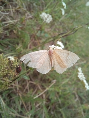 Camptogramma bilineata