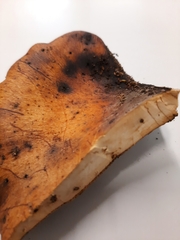 Cerioporus leptocephalus