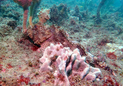 Scorpaena jacksoniensis