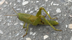 Anacridium aegyptium