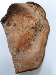 Cerioporus leptocephalus