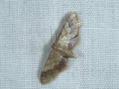 Idaea trypheropa