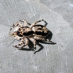 Menemerus