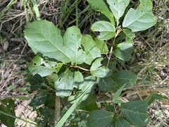 Mallotus claoxyloides
