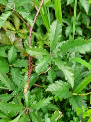 Rubus trivialis