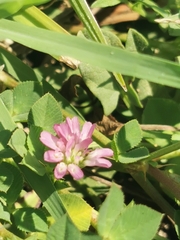 Trifolium