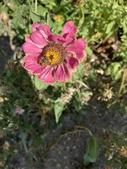 Zinnia elegans
