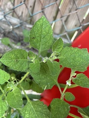 Solanum sarrachoides
