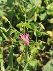 Trifolium