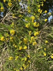 Euryops virgineus