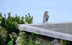 Colluricincla harmonica