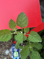 Solanum sarrachoides