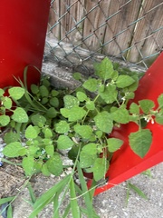 Solanum sarrachoides