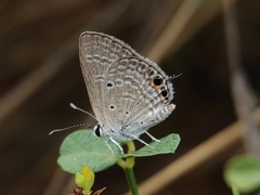 Chilades parrhasius