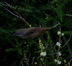 Sericornis frontalis