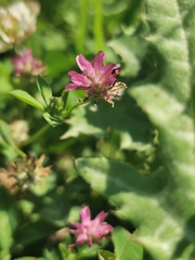 Trifolium