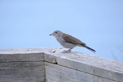 Colluricincla harmonica