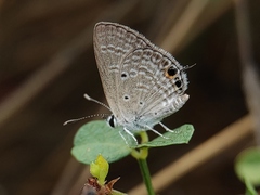 Chilades parrhasius