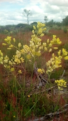 Biscutella valentina