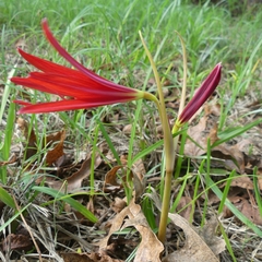 Zephyranthes bifida