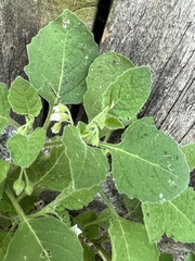 Solanum sarrachoides