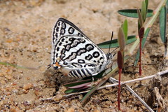Aphnaeus lilacinus