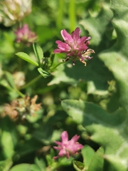 Trifolium