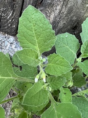 Solanum sarrachoides