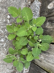 Solanum sarrachoides