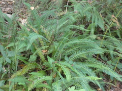 Struthiopteris spicant