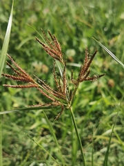 Cyperus rotundus